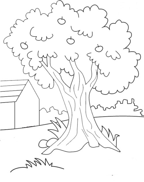 Belajar Mewarnai  Gambar  Pohon  gambar  mewarnai 